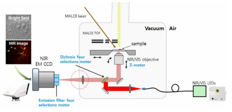 NIR 형광현미경의 개략도