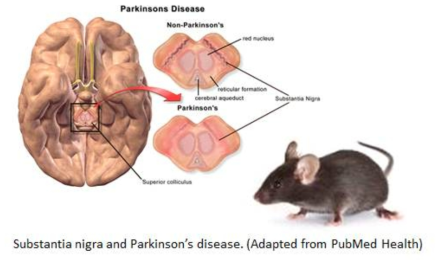 파킨슨 질환의 뇌조직과 사용된 모델 마우스