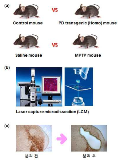 이번 분석에 사용한 파킨슨 질환 모델마우스(a), SN 지역의 시료를 미세하게 분리하기 위하여 사용한 LCM 장비 이미지 (b), LCM 을 사용해 시료 채취 전 후 조직 단면