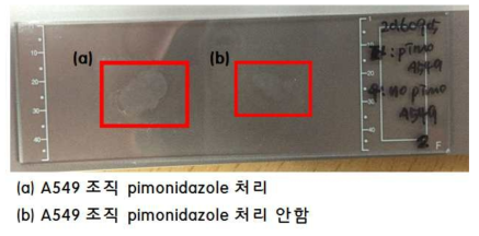 A549(폐암조직)의 pimonidazole 분석을 위한 슬라이드