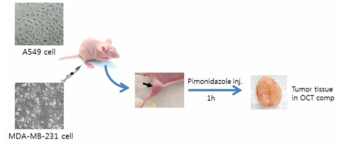 사람유래 암세포주를 이식한 동물모델 제작