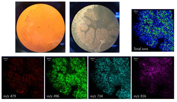 제작된 MALDI 이미징 장비로 얻은 티슈 질량 이미지 4