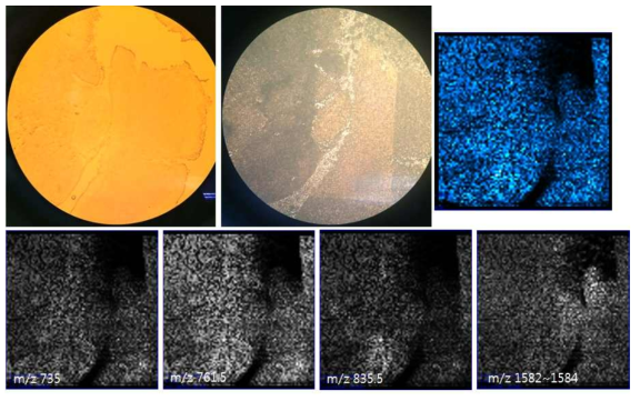 제작된 MALDI 이미징 장비로 얻은 티슈질량 이미지 5