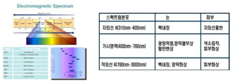 파장대별 눈과 피부에 미치는 영향