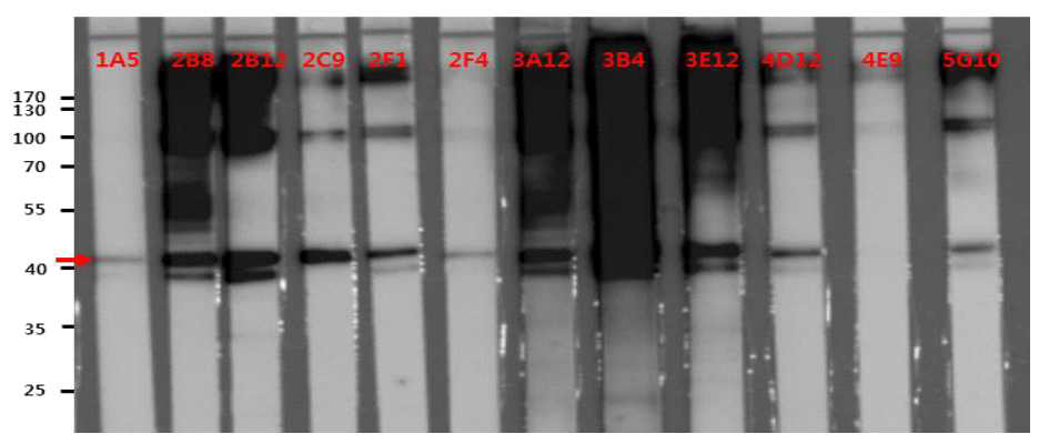 A. tamarense Photosystem I subunit 9 대응 단일클론항체를 생성하는 12종의 세포주를 대상으로 한 역가 확인