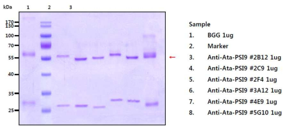 SDS-PAGE법에 의한 정제된 A. tamarense Photosystem I subunit 9 항체 6종의 확인