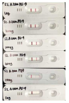 A. tamarense hotosystem I subunit 9 래피드 킷(2)의 성능 확인. 정제된 항원을 이용하여 성능을 확인함