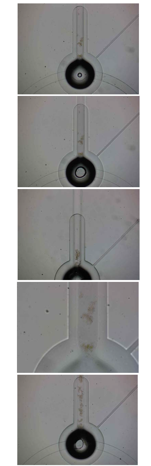 조류 농축 과정 순서