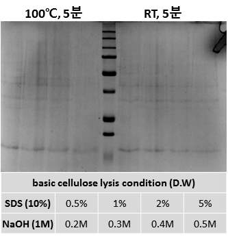 초기 Lysis 조건 설정 (10% SDS-PAGE GEL)