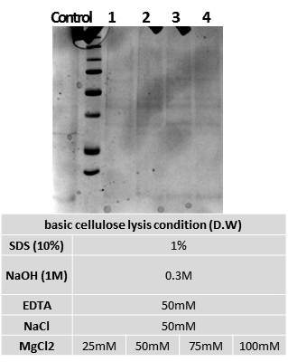 protease inhibitor를 첨가한 이후 결과 (10% SDS-PAGE GEL)