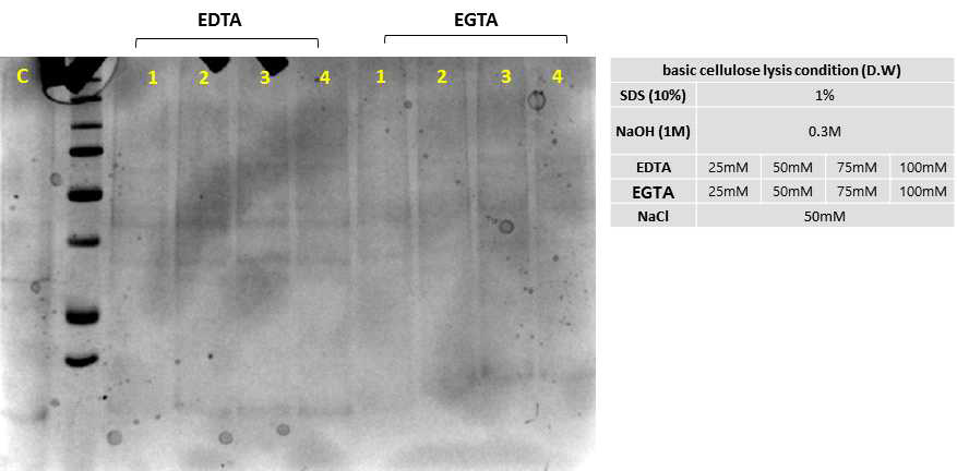 EDTA와 EGTA Lysis 정도 비교한 결과