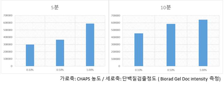 CHAPS을 이용한 단백질 Lysis 효율 평가