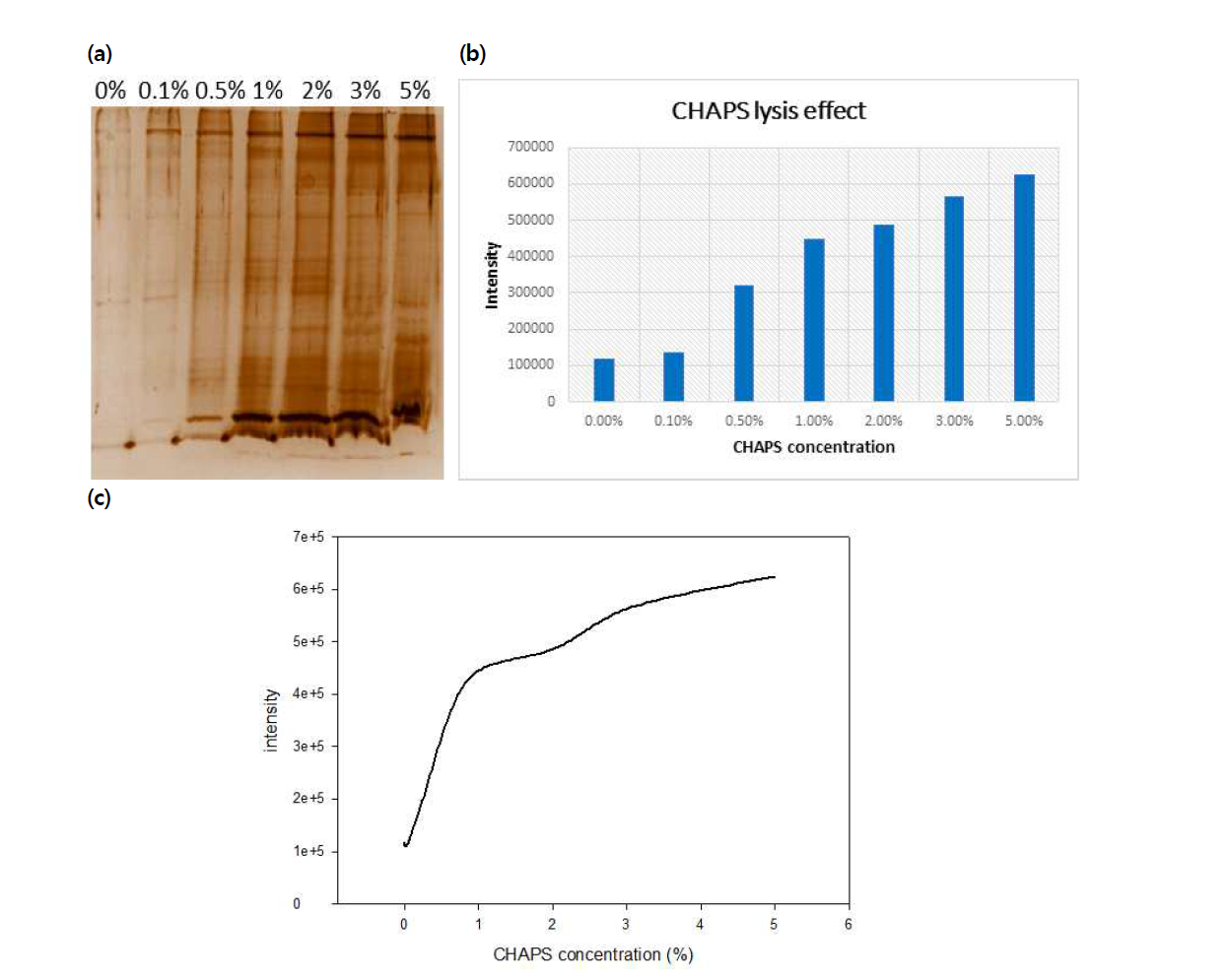 다양한 농도의 CHAPS를 이용한 silver staining 결과
