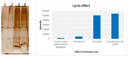 제조한 detergent 별 lysis 효율 비교