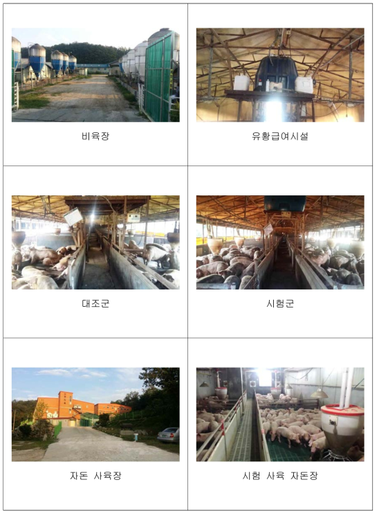 돼지 사육 시험적용 농장 사진