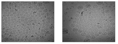 독소루비신 함유 리포좀의 Cryo-TEM image