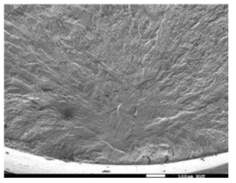 Ni-Ti 합금의 피로파단면(입내 파괴)