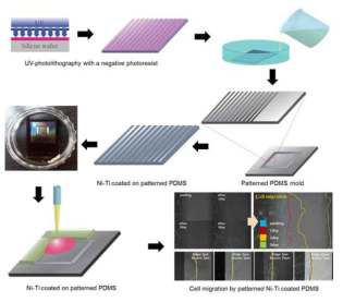 패턴 제작 과정 및 생체적합 실험