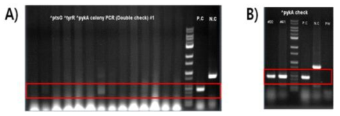 PCR을 통한 double recombination check. A) Colony PCR을 통한 check. B) Genomic DNA PCR을 통한 check.