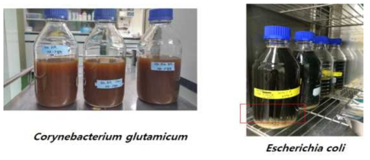 C. glutamicum 배양액과 E. coli 배양액의 단백질 침전 공정 후 비교