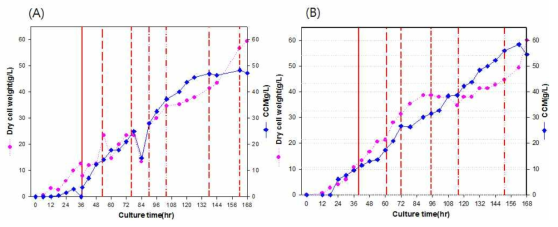 C. glutamicum ATCC13032 △aroE△pcaGH△catB/pSK002_Psod_YBD1 균주의 50L scale up 실험((NH4)2SO4 농도(1.0x, 1.3x)) 따른 배양에서 세포 농도와 CCM 생산성의 상관관계 graph (A) Ammonium sulfate (NH4)2SO4 1.3x(이전 실험) (B) Ammonium sulfate (NH4)2SO4 1.3x(재현성 실험)