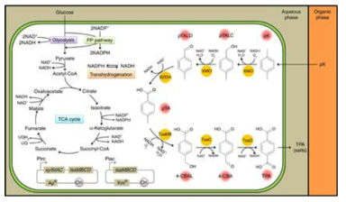 Biotransformation of p-xylene into terephthalic acid by engineered Escherichia coli