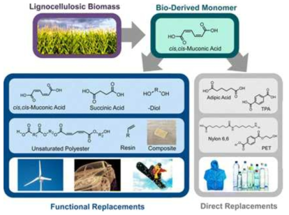 Renewable unsaturated polyesters from muconic acid