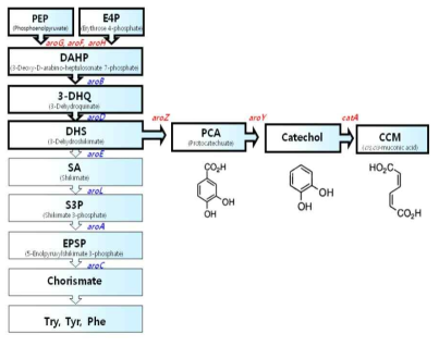 Aromatic amino acid 생합성 경로 및 CCM 합성경로