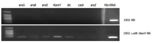 뮤코닉산 생합성에 관련된 중요 유전자군에 대한 배양 48시간에서의 RT-PCR 결과