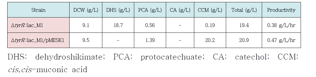 Mucronic acid production by ΔtyrR mutant strains