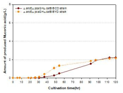 Muconic acid production by C. glutamicum strains expressing kpdBCD