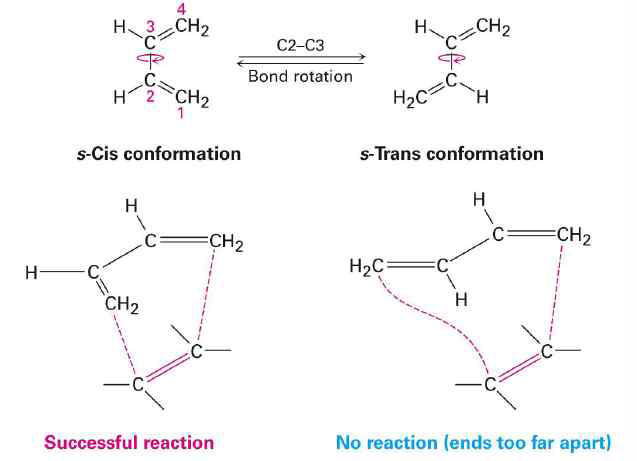 부가고리화(Diels-Alder)반응과 S-cis conformation