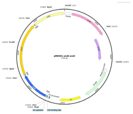 pMESK1-aroB-aroD vector 모식도.