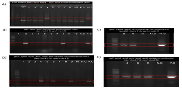 과발현 integration vector들의 double recombination 확인.