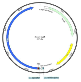 Over-tktA vector 모식도.