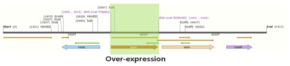 E. coli K12 chromosome DNA 상의 shiA 유전자를 과발현하기 위한 primer의 위치.