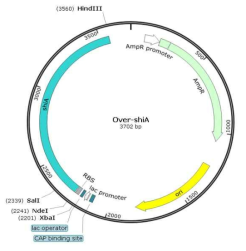 Over-shiA vector 모식도.