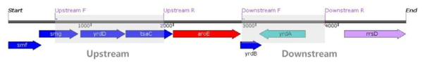 aroE 유전자 양 옆의 chromosome DNA 서열 일부. Integration vector 구축에 사용된 단 편을 각각 upstream, downstream으로 표기하였다.