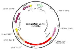 pKOⅤ vector 기반의 Integration vector의 모식도.