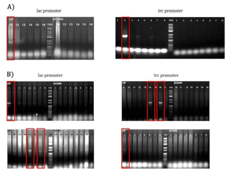 Colony PCR을 통한 Single recombination 확인.