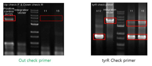 PCR을 통한 single recombination 확인.