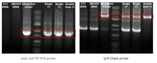 AB2834 ΔtyrR∷lac_M1된 균주의 PCR check 결과.