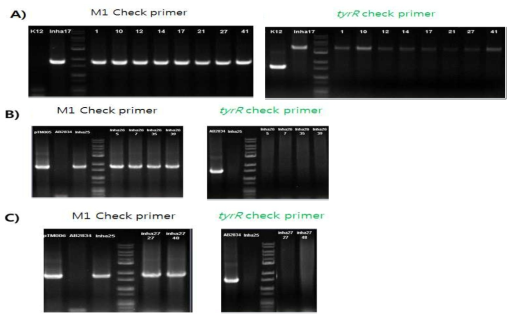 각각 integration vector들의 double recombination 균주 선별을 위한 PCR 결과.