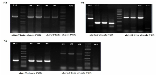 외래유전자가 추가로 도입된 균주의 genomic DNA PCR을 통한 genetic confirm 결과.