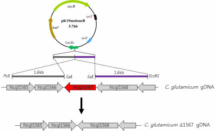 pK19mobsacB vector를 이용한 aroE disruption 모식도