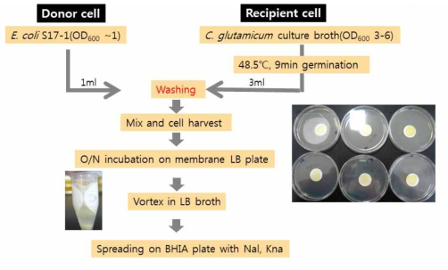 C. glutamicum의 형질전환 (conjugal transfer 이용) 시스템 확립