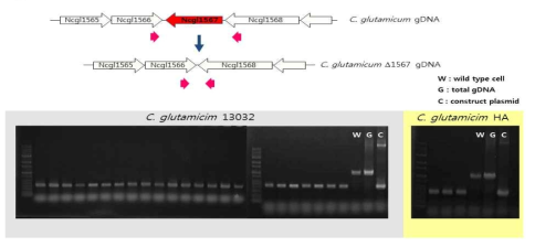 Colony PCR을 통한 mutant 확인 모식도 및 PCR 증폭산물 젤 사진