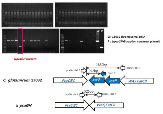 pcaGH mutant의 PCR 검증