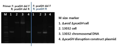 pcaGH mutant의 PCR 이차검증