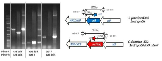 PCR을 통한 C. glutamicum 13032△aroE△pcaGH△catB∷KaroY 균주 확인.